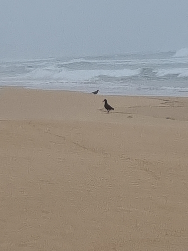 iNaturalist image