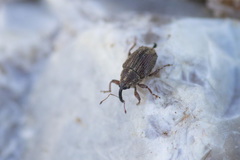 Trichosirocalus troglodytes