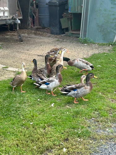 iNaturalist image