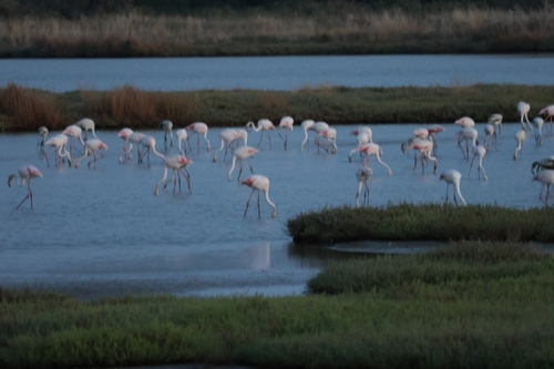 Greater Flamingo