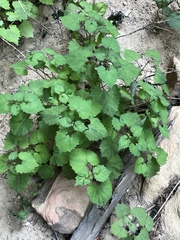Ageratina luciae-brauniae