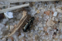 Bembidion quadrimaculatum