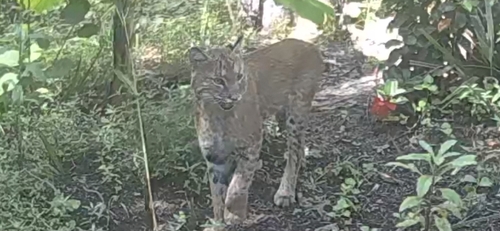 Bobcat