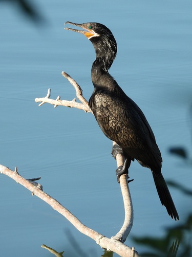 Neotropic Cormorant