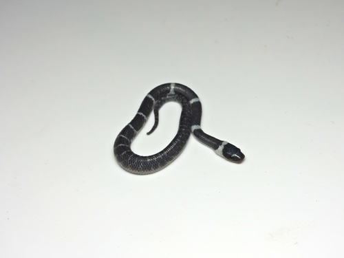 Laotian Wolf Snake