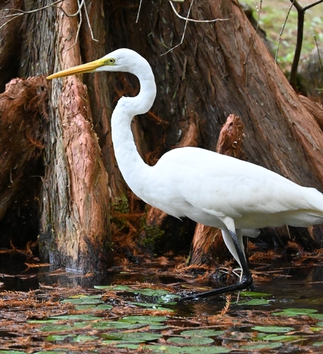 iNaturalist image