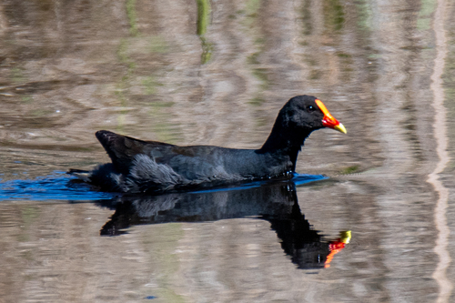 Dusky Moorhen