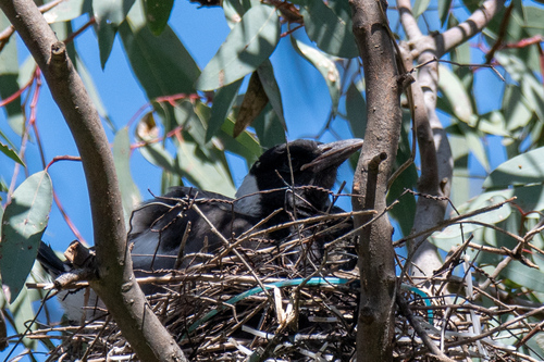 Australian Magpie