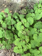 Ageratina luciae-brauniae