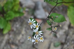 Eurybia schreberi