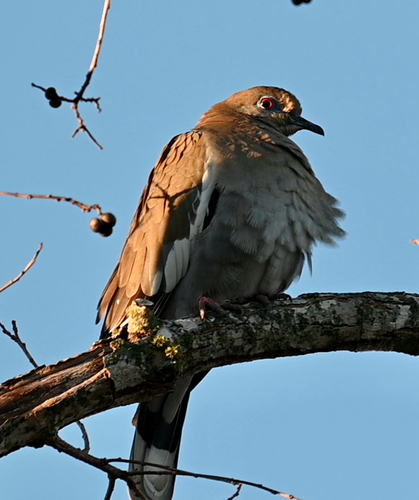 White-winged Dove