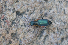 Clanoptilus marginellus