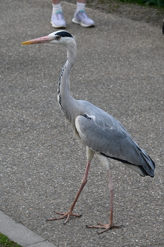 iNaturalist image