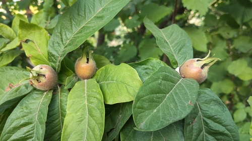 Medlar