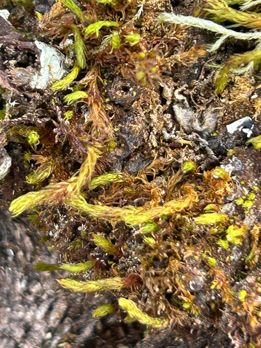 Pulvigera lyellii observed 2026-09-10