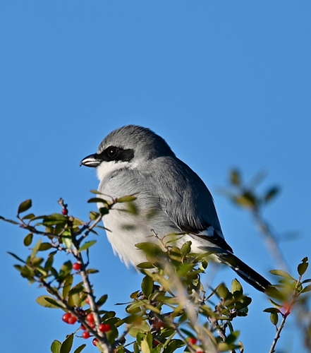 Loggerhead Shrike