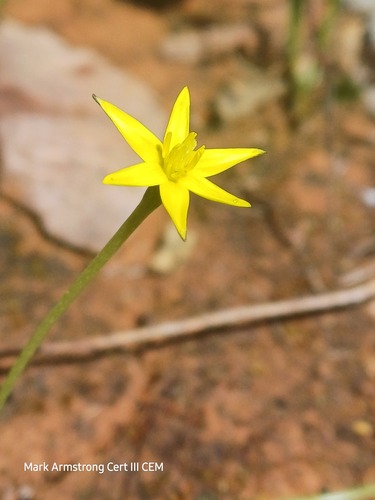 Pauridia glabella, 2026-09-06