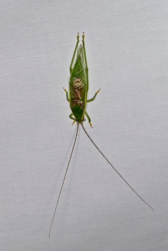 Green Tree Cricket