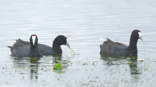 iNaturalist image