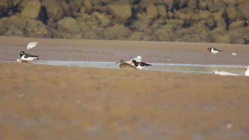 iNaturalist image