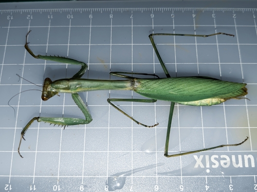 Mekongomantis quinquespinosa