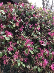 Loropetalum