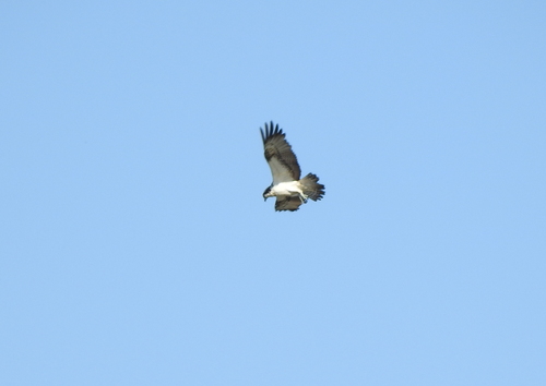 iNaturalist image