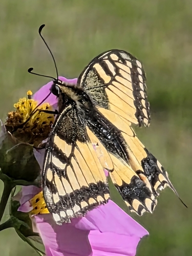 Old World Swallowtail