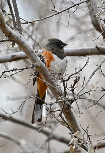 Spotted Towhee