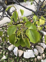Pyrus kawakamii