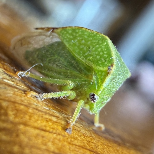 Buffalo Treehopper