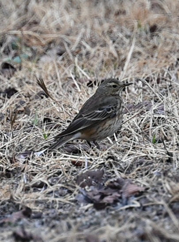 American Pipit