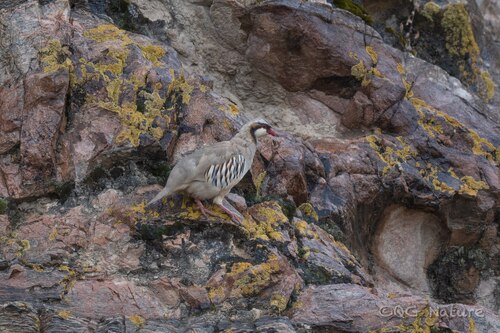Przevalski's Partridge