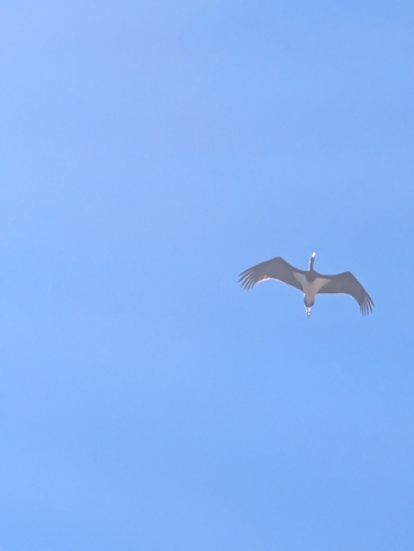 iNaturalist image