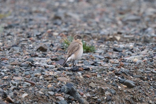 Isabelline Wheatear