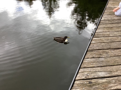 iNaturalist image