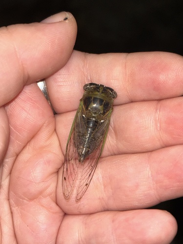Plains Dog-Day Cicada