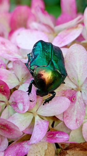 European Rose Chafer