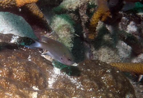 Neopomacentrus filamentosus observed 2025-01-27