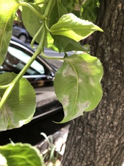 Podosphaera leucotricha