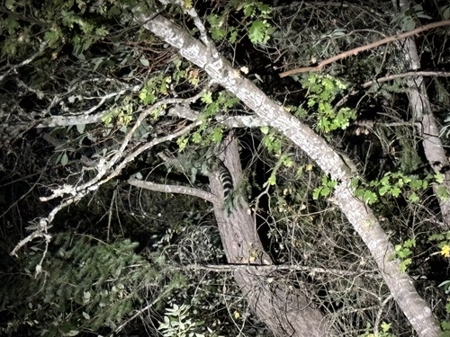 Ringtail