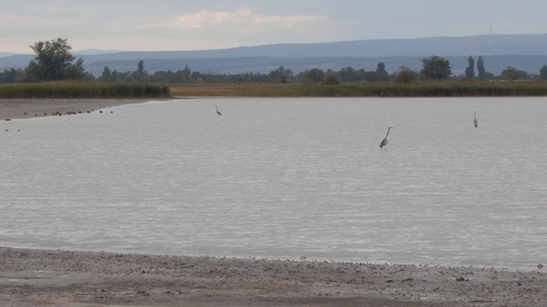 iNaturalist image