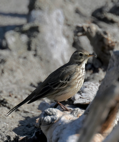 American Pipit