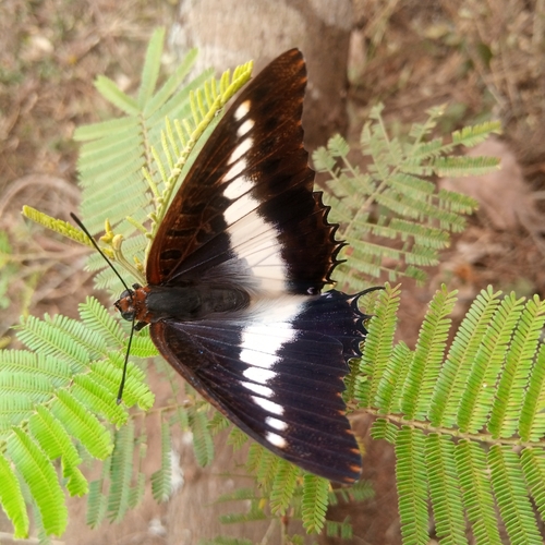 White-barred Emperor