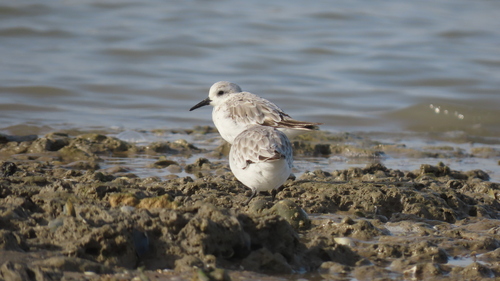 iNaturalist image