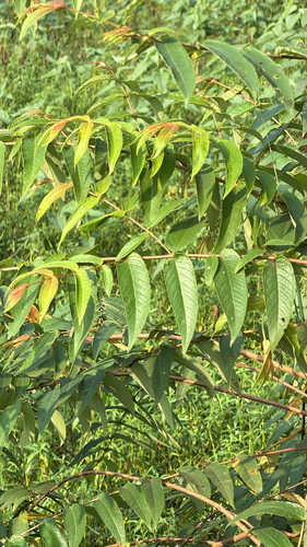 Woodfordia fruticosa observed 2026-09-10