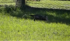 Didelphis albiventris