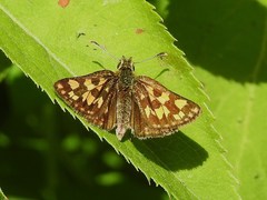 Carterocephalus mandan