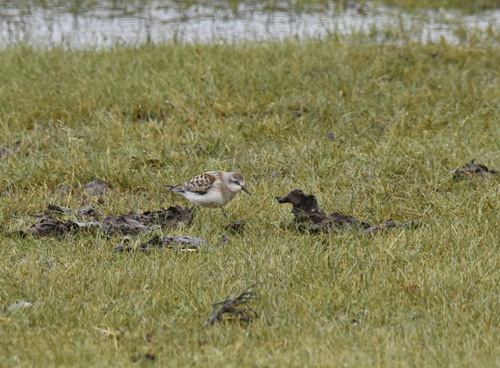 iNaturalist image