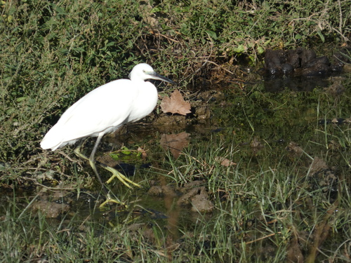 iNaturalist: (c) Mathéo, some rights reserved (CC BY-NC), uploaded by Mathéo iNaturalist image